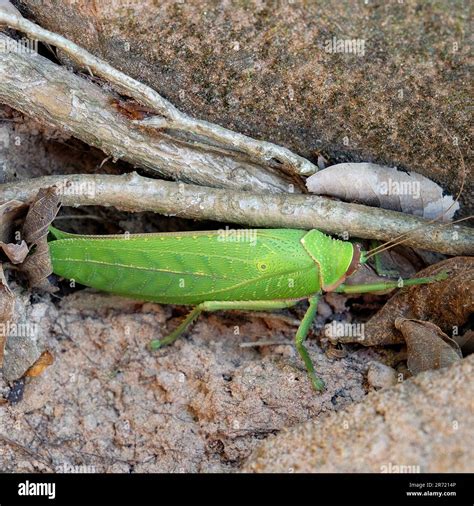 grasshopper giant|world's largest grasshopper.